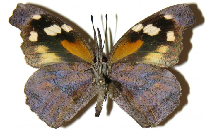 Figura 8. Adulto de <i>Libytheana mexicana</i> (Nymphalidae), vista ventral, localidad Quebrada Romero Sector Del Oro ACG (490m). Voucher: 05-SRNP-22924-DHJ308111.jpg.