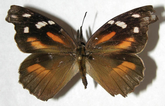 Figura 1. Adulto de <i>Libytheana mexicana</i> (Nymphalidae), vista dorsal, localidad Mamones Sector Mundo Nuevo ACG (365m). Voucher: 07-SRNP-60950-DHJ383624.jpg.