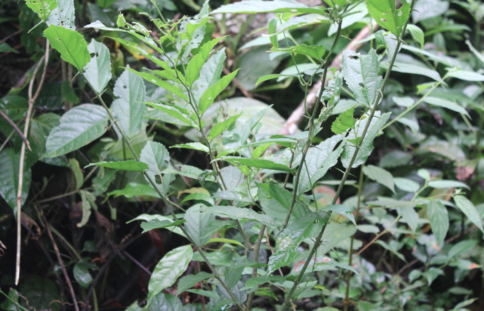 Figura 9. Planta hospedera de <i>Libytheana mexicana</i> (Nymphalidae), esta planta se llama <i>Celtis iguanaea</i> (Ulmaceae), localidad Medrano Estación Biológica Quica Sector Pitilla ACG (380m), foto; Ricardo Calero 18 Julio 2017.