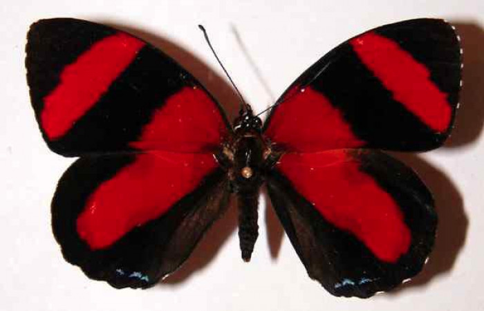 Fig. 3 Vista dorsal macho <i>Callicore pitheas</i> (Nymphidae). Bosque San Emilio, Sector Santa Rosa, 300m. 91-SRNP-983-DHJ34188.