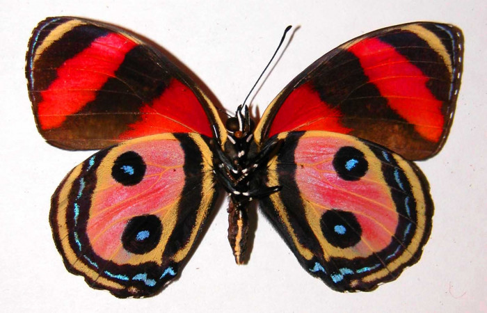 Fig. 4 Vista ventral macho <i>Callicore pitheas</i> (Nymphidae). Bosque San Emilio, Sector Santa Rosa, 300m. 91-SRNP-983-DHJ34189.