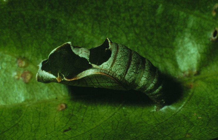 Fig.7 Pupa lateral entera <i>Callicore pitheas</i> (Nymphalidae) Bosque San Emilio, Sector Santa Rosa, 300m. 90-SRNP-2635-DHJ13841.