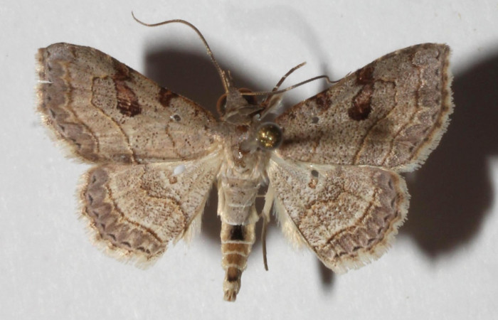 Fig.6 Adulto <i>Antiblemma</i> Poole31  dorsal. Voucher: 17-SRNP-32559-DHJ937318.jpg