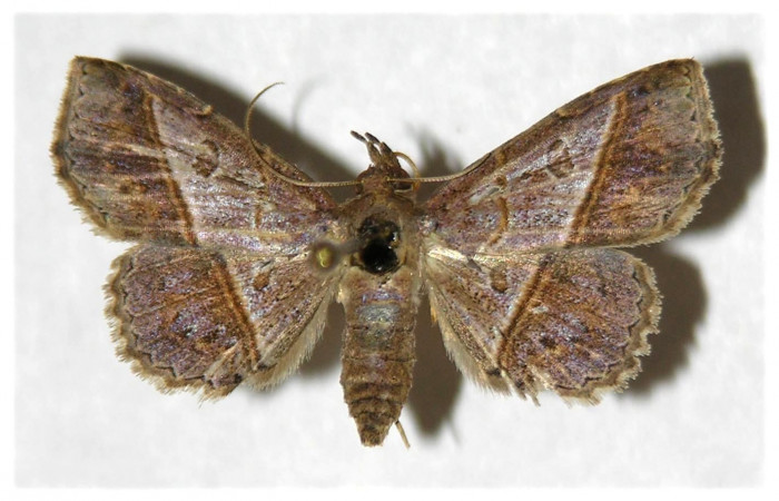 Fig.8 Adulto <i>Antiblemma ceras</i>  dorsal. Hembra. Voucher:05-SRNP-5421-DHJ320866.jpg