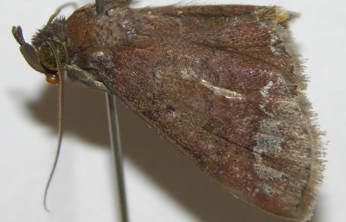 Fig.1 Adulto <i>Antiblemma amalthea</i>  carácter importante de la familia Erebidae, estructura en forma de V llamada palpos. Voucher: 09-SRNP-65848-DHJ514598.jpg