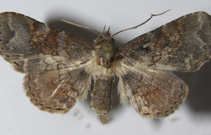  Fig. 2 Adulto <i>Antiblemma anthea</i>  parte dorsal.  Hembra. Voucher: 11-SRNP-72615-DHJ556908.jpg