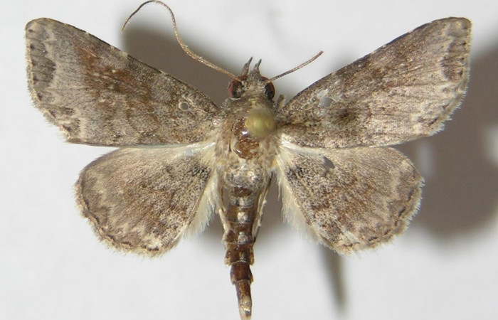 Fig. 4 Adulto <i>Antiblemma anthea</i> dorsal.  Macho. Voucher:  09-SRNP-73595-DHJ522142.jpg