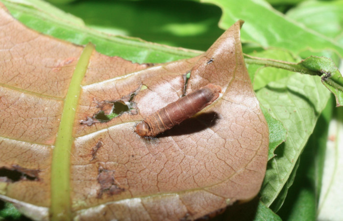 Fig. 10 Pupa de la larva <i>Paectes fuscescens</i>, adentro parásitos <i>Aleiodes</i> Janzen44 familia (Braconidae). Voucher: 11-SRNP-23167-DHJ492871.jpg.