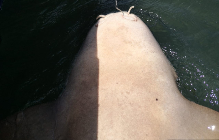 Proyecto monitoreo de rayas y tiburones en Bahía Santa Elena, 7 setiembre 2018, Fotografía: Daniela Masís