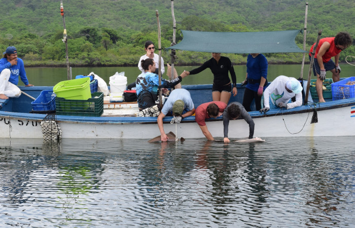 Proyecto monitoreo de rayas y tiburones en Bahía Santa Elena, 7 setiembre 2018, Fotografía: Daniela Masís