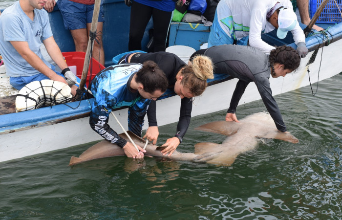 Proyecto monitoreo de rayas y tiburones en Bahía Santa Elena, 7 setiembre 2018, Fotografía: Daniela Masís