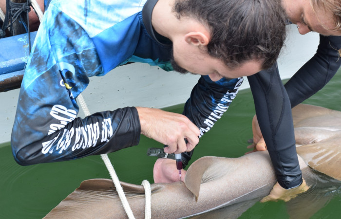 Proyecto monitoreo de rayas y tiburones en Bahía Santa Elena, 7 setiembre 2018, Fotografía: Daniela Masís