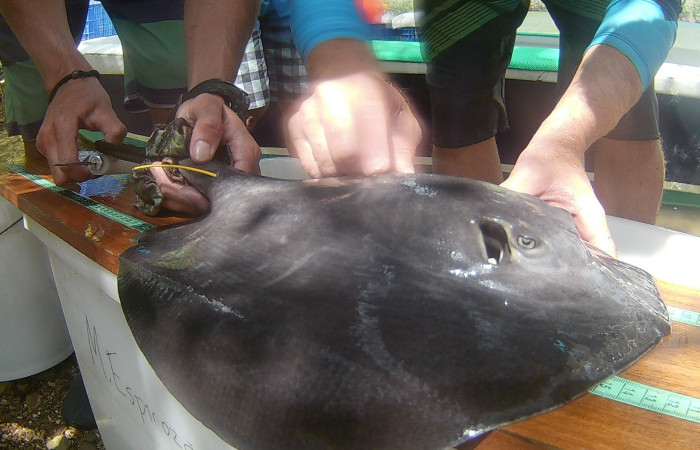 Proyecto monitoreo de rayas y tiburones en Bahía Santa Elena, 25 de mayo 2018, Fotografía: Hugo Sánchez