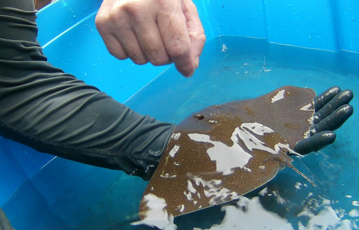 Proyecto monitoreo de rayas y tiburones en Bahía Santa Elena, 25 de mayo 2018, Fotografía: Hugo Sánchez