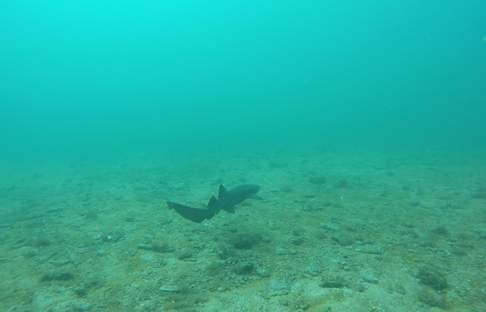 Proyecto monitoreo de rayas y tiburones en Bahía Santa Elena, 7 setiembre 2018, Fotografía: Isaac Chaves