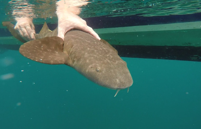 Proyecto monitoreo de rayas y tiburones en Bahía Santa Elena, 7 setiembre 2018, Fotografía: Isaac Chaves