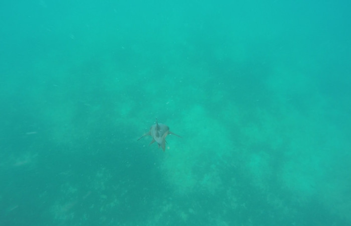 Proyecto monitoreo de rayas y tiburones en Bahía Santa Elena, 7 setiembre 2018, Fotografía: Isaac Chaves