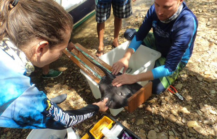 Proyecto monitoreo de rayas y tiburones en Bahía Santa Elena, 25 de mayo 2018, Fotografía: Jorge Valerio