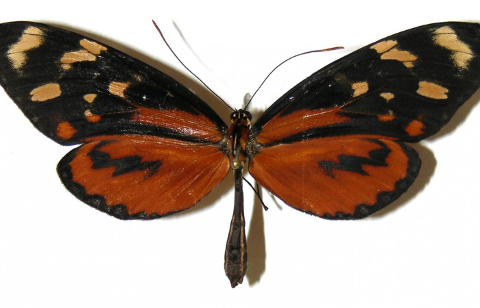 Figura 1. Adulto de <i>Mechanitis isthmia</i> (Nymphalidae), hembra vista dorsal, localidad Quebrada Lajosa Sector Del Oro ACG (400m). Voucher: 04-SRNP-23657-DHJ307832.jpg.