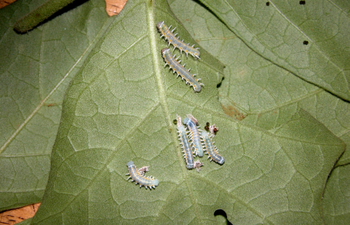 Figura 2. Larvitas <i>Mechanitis isthmia</i> (Nymphalidae), tercer estadío (PPU) vista dorsal, localidad Vochysia Sector Rincón Rain Forest ACG (320m). Voucher: 04-SRNP-42771-DHJ401758.jpg.