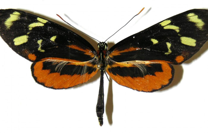 Figura 8. Adulto de <i>Mechanitis isthmia</i> (Nymphalidae), macho vista dorsal, localidad Pasmompa Sector Pitilla ACG (440m). Voucher: 04-SRNP-55514-DHJ307830.jpg.