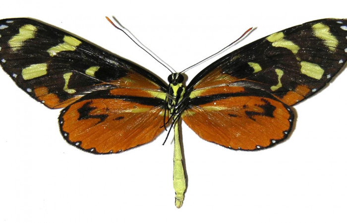 Figura 9. Adulto de <i>Mechanitis isthmia</i> (Nymphalidae), macho vista ventral, localidad Pasmompa Sector Pitilla ACG (440m). Voucher: 04-SRNP-55514-DHJ307831.jpg.