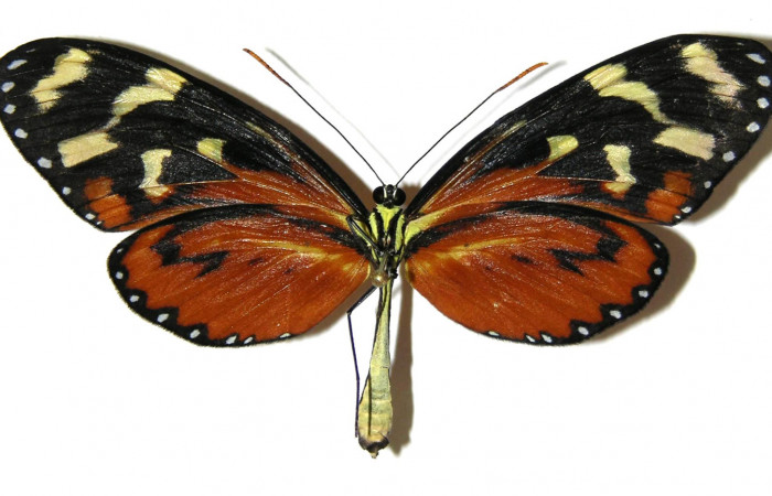 Figura 11. Adulto de <i>Mechanitis isthmia</i> (Nymphalidae), hembra vista ventral, localidad Area Administrativa Sector Santa Rosa ACG (295m). Voucher: 05-SRNP-18457-DHJ308569.jpg.