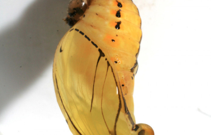 Figura 6. Pupa de <i>Mechanitis isthmia</i> (Nymphalidae), vista lateral, localidad Sendero colegio Sector San Cristóbal ACG (520m). Voucher: 06-SRNP-2512-DHJ410401.jpg.