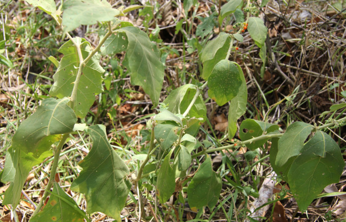 Figura 12. Planta hospedera de <i>Mechanitis isthmia</i> (Nymphalidae), esta planta se llama <i>Solanum hayesii</i> (Solanaceae), localidad Estación Quica Biológica Sector Pitilla ACG (470m).