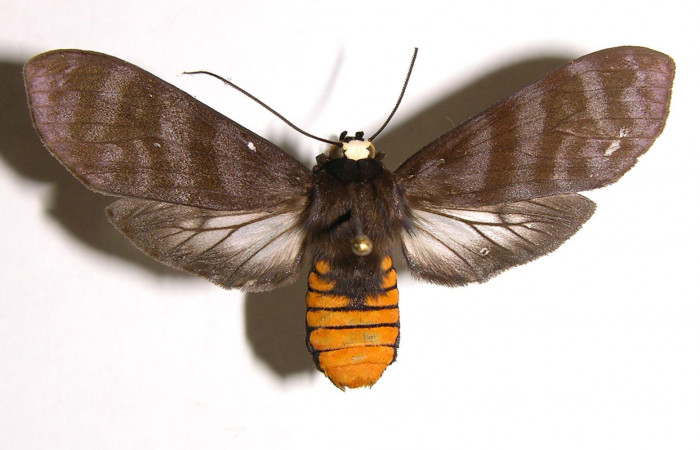 Figura 7. Adulto de <i>Pachydota saduca</i> (Erebidae), hembra vista dorsal, localidad Sendero Corredor Sector San Cristóbal ACG (620m). Voucher: 02-SRNP-18263-DHJ93434.jpg.