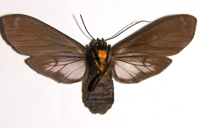 Figura 8. Adulto de <i>Pachydota saduca</i> (Erebidae), hembra vista ventral, localidad Sendero Corredor Sector San Cristóbal ACG (620m). Voucher: 02-SRNP-18263-DHJ93435.jpg.