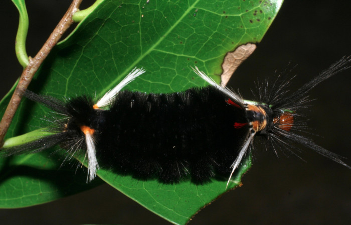 Figura 4. Larva <i>Pachydota saduca</i> (Erebidae), último estadío (U) vista dorsal, localidad Camino Pozo Tres Sector Mundo Nuevo ACG (733m). Voucher: 08-SRNP-57458-DHJ442989.jpg.