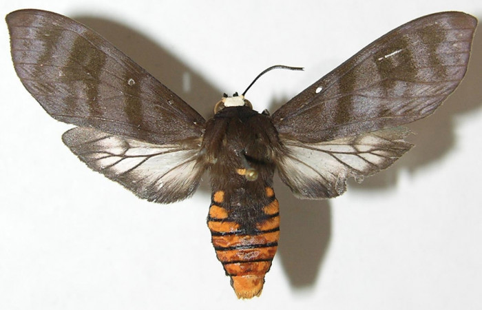 Figura 1. Adulto de <i>Pachydota saduca</i> (Erebidae), vista dorsal, localidad Portón Rivas Sector Mundo Nuevo ACG (570m). Voucher: 08-SRNP-57635-DHJ505162.jpg.