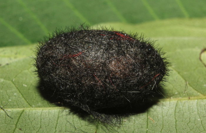 Figura 5. Capullo de <i>Pachydota saduca</i> (Erebidae), vista dorsal, localidad Gazo Sector Pitilla ACG (485m). Voucher: 14-SRNP-70668-DHJ722736.jpg.