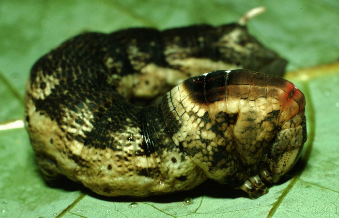 Fig. 31. Vista lateral del torax de larva en prepupa de <i>Erinnyis alope</i> (Sphingidae). Voucher: 01-SRNP-2405-DHJ58170.jpg