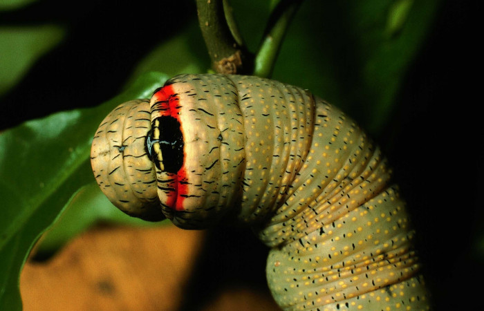 Fig. 28. Vista dorsal torax de larva de <i>Erinnyis crameri</i> (Sphingidae). Voucher: 01-SRNP-2551-DHJ61512.jpg