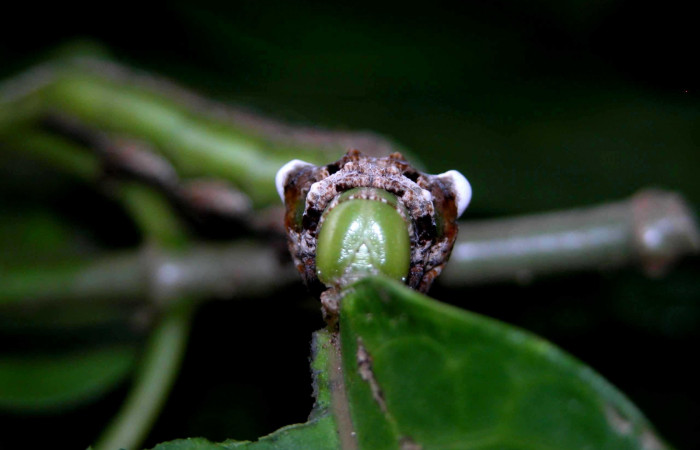 Fig. 5. Vista de la cabeza de <i>Erinnyis lassauxii</i> (Sphingidae). Voucher: 04-SRNP-47318-DHJ401859.jpg