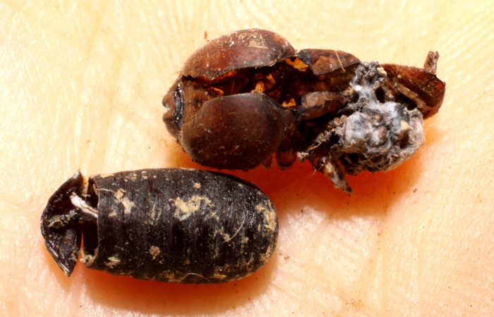 Fig. 39. Vista de puparios eclosionados de (Tachinidae) <i>Chetogena</i> Fleming01 en [I]Erinnyis oenotrus</i> (Sphingidae). Voucher: 08-SRNP-13018-DHJ469352.JPG