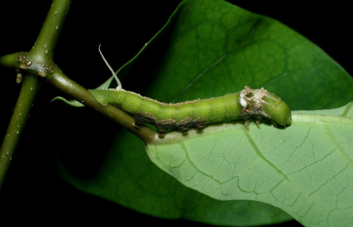 Fig. 4. Vista lateral completa de <i>Erinnyis lassauxii</i> (Sphingidae). Voucher: 09-SRNP-13199-DHJ456145.JPG