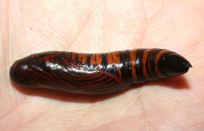 Fig. 14. Vista lateral de la pupa de <i>Erinnyis lassauxii</i> (Sphingidae). Voucher: 09-SRNP-13199-DHJ456162.JPG