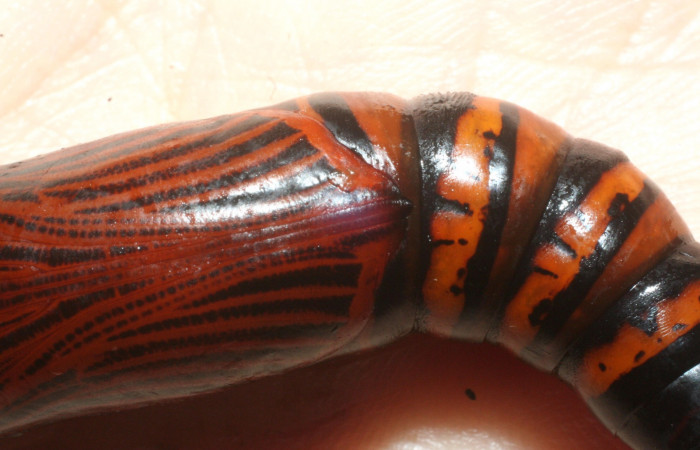 Fig. 15. Vista de los detalles de los colores de la pupa de <i>Erinnyis lassauxii</i> (Sphingidae). Voucher: 09-SRNP-13199-DHJ456166.JPG