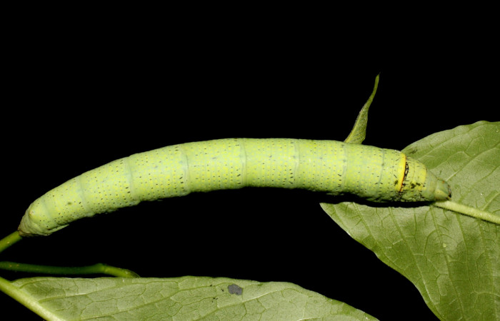 Fig. 27. Vista dorsal de larva de <i>Erinnyis crameri</i> (Sphingidae). Voucher: 10-SRNP-12308- DHJ471077.JPG