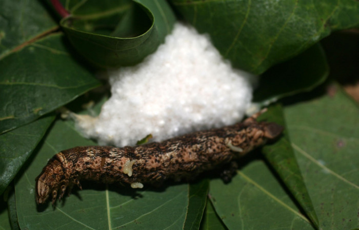 Fig. 35. Capullos de parásitos sobre la larva <i>Erinnyis ello</i> (Sphingidae). <i>Cotesia</i> Whitfield16 (Braconidae) Voucher: 14-SRNP-80258- DHJ714128.JPG