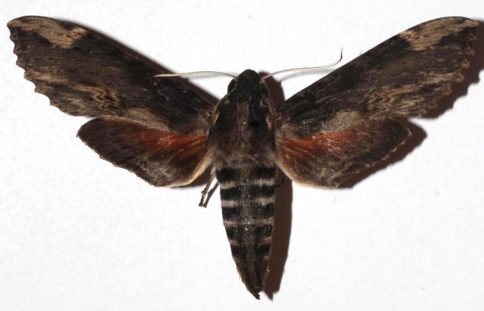 Fig. 18. Vista dorsal de adulto macho de <i>Erinnyis lassauxii</i> (Sphingidae). Voucher: 17-SRNP-10006-DHJ926350.jpg