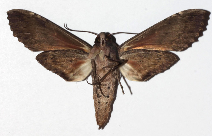 Fig. 19. Vista ventral de adulto macho de <i>Erinnyis lassauxii</i> (Sphingidae). Voucher:17-SRNP-10006-DHJ926351.jpg