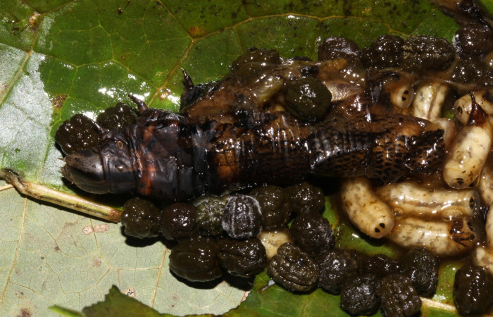 Fig. 40. Vista parásitos de (Tachinidae) <i>Drino</i> piceiventrisDHJ05 en <i>Erinnyis alope</i> (Sphingidae). Voucher: 17-SRNP-31075- DHJ736652.jpg   
