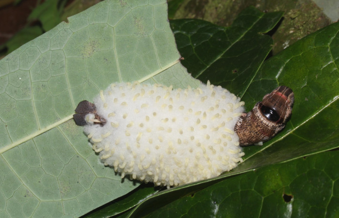 Fig. 34. Vista parásitos de Eulophidae <i>Horismenus</i> Janzen22 en <i>Erinnyis alope</i> (Sphingidae). Voucher: 17-SRNP-31104- DHJ736729.jpg