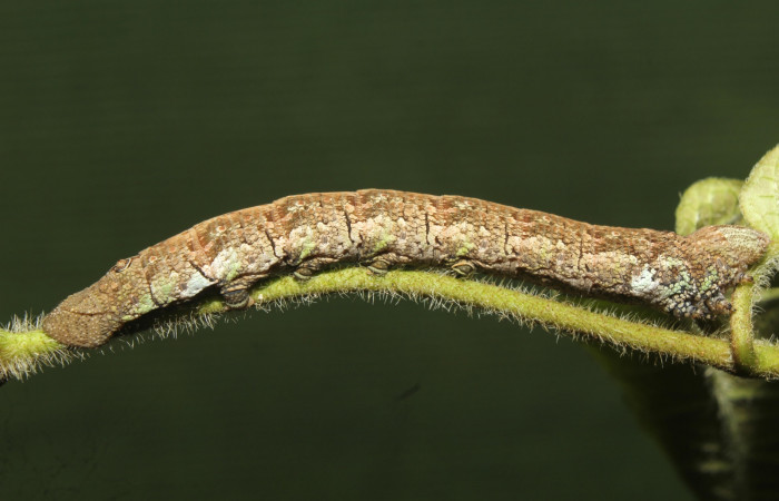 Fig. 26. Vista lateral de larva de <i>Erinnyis oenotrus</i> (Sphingidae). Voucher: 19-SRNP-70707- DHJ751050.jpg