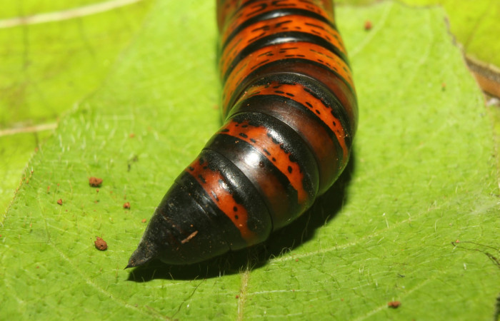 Fig. 32. Vista dorsal de pupa Erinnyis oenotrus (Sphingidae). Voucher: 19-SRNP-70707- DHJ751458.jpg