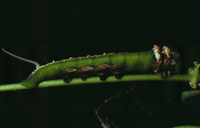 Fig. 2. Vista lateral de <i>Erinnyis lassauxii</i> (Sphingidae). Voucher: 80-SRNP-8-DHJ907.jpg     